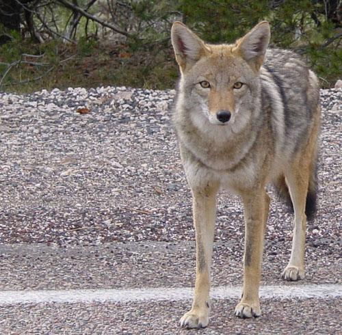 New Coyote on the Block